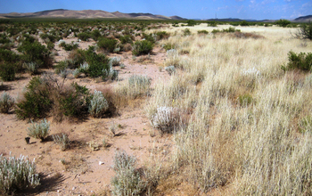 A shift from shrubland (left) to grassland (right) in the Chihuahuan Desert of New Mexico.